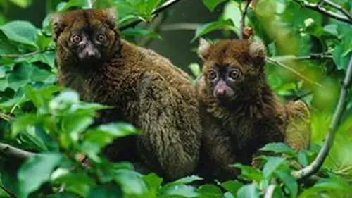 Un zoo à Paris S01E01 L'arrivée des lémuriens