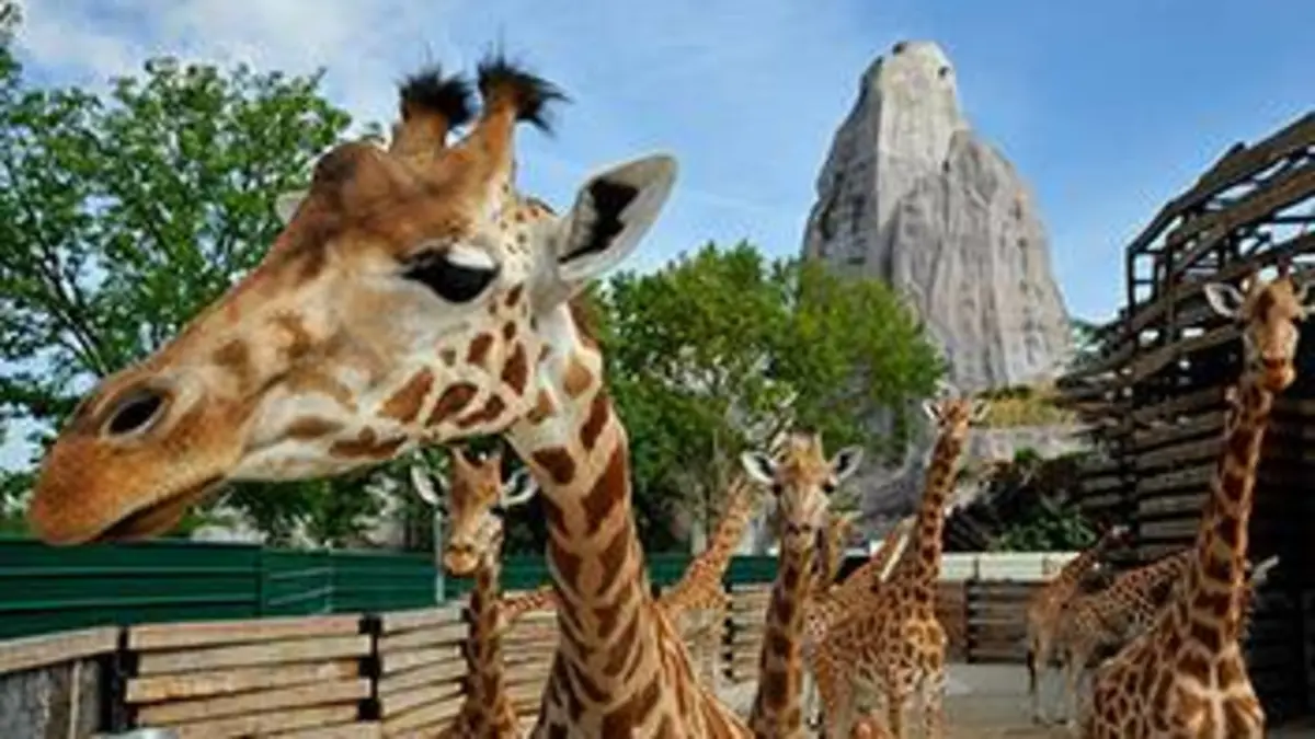 Un zoo à Paris S01E02 Les girafes sont chez elles