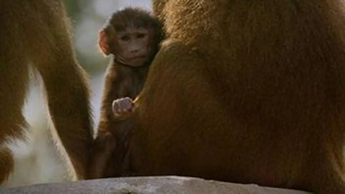 Un zoo à Paris S01E03 Le retour des babouins