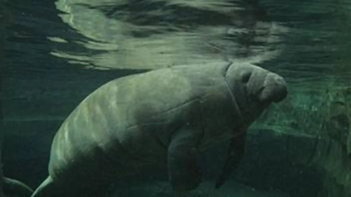 Un zoo à Paris S01E05 Le voyage du lamantin