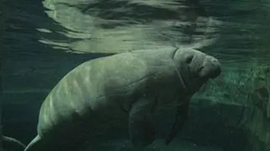 Le voyage du lamantin