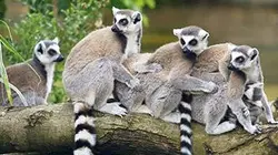 Visuel de Un zoo à Paris