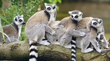 L'île aux lémuriens