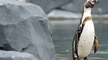 Au milieu des manchots