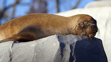 Le bassin des otaries