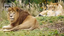 Visuel de Un zoo à Paris