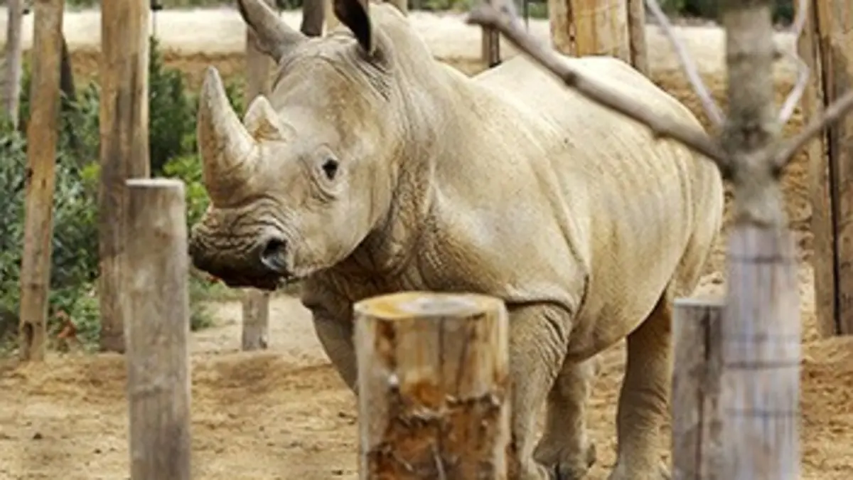 Un zoo à Paris S02E05 Un enclos pour deux rhinos