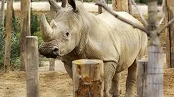 Visuel de Un zoo à Paris