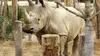Un zoo à Paris S02E05 Un enclos pour deux rhinos (2015)