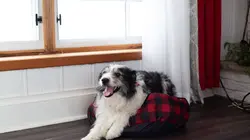 Une âme soeur pour Noël