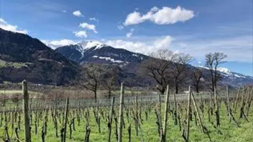 Une année à la vigne E01 Hiver