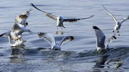 Une année au lac de Constance