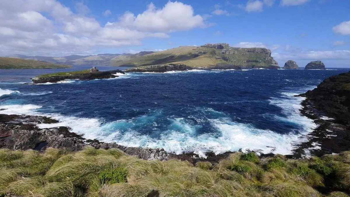 Une année chez les manchots