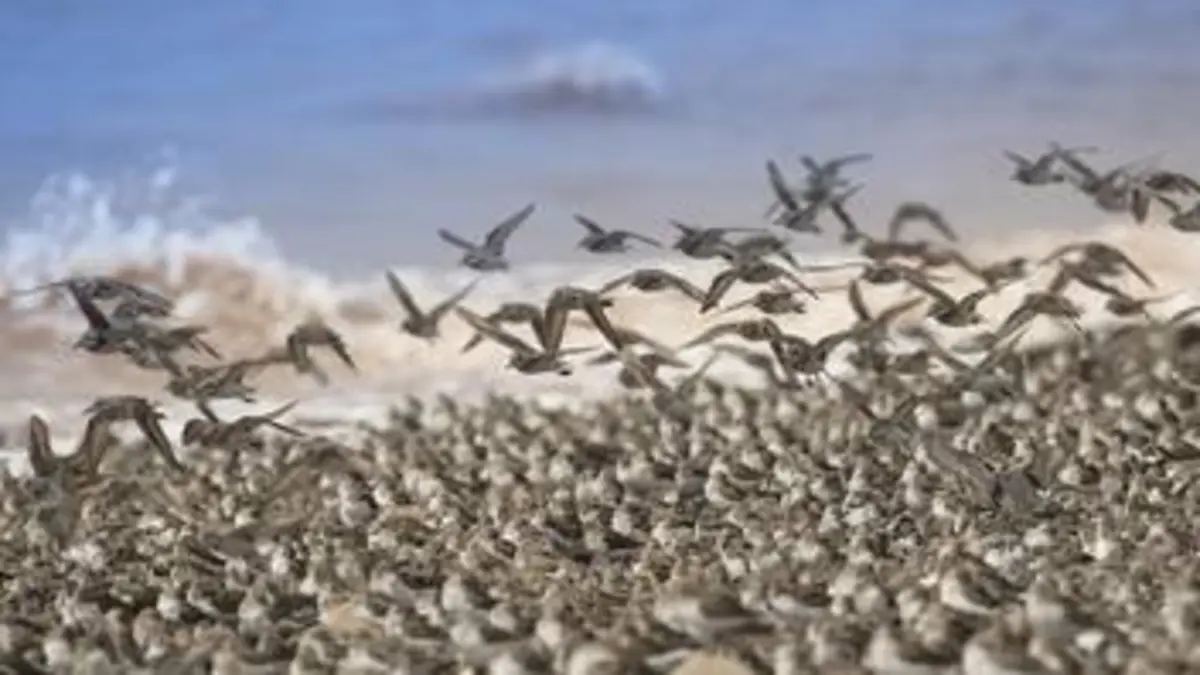 Une année dans le Canada sauvage E03 Automne