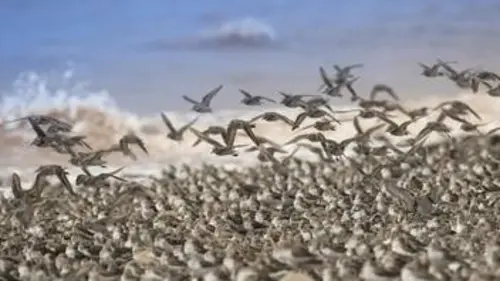 Une année dans le Canada sauvage E03 Automne