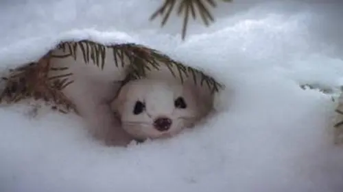 Une année dans le Canada sauvage S01E04 Hiver