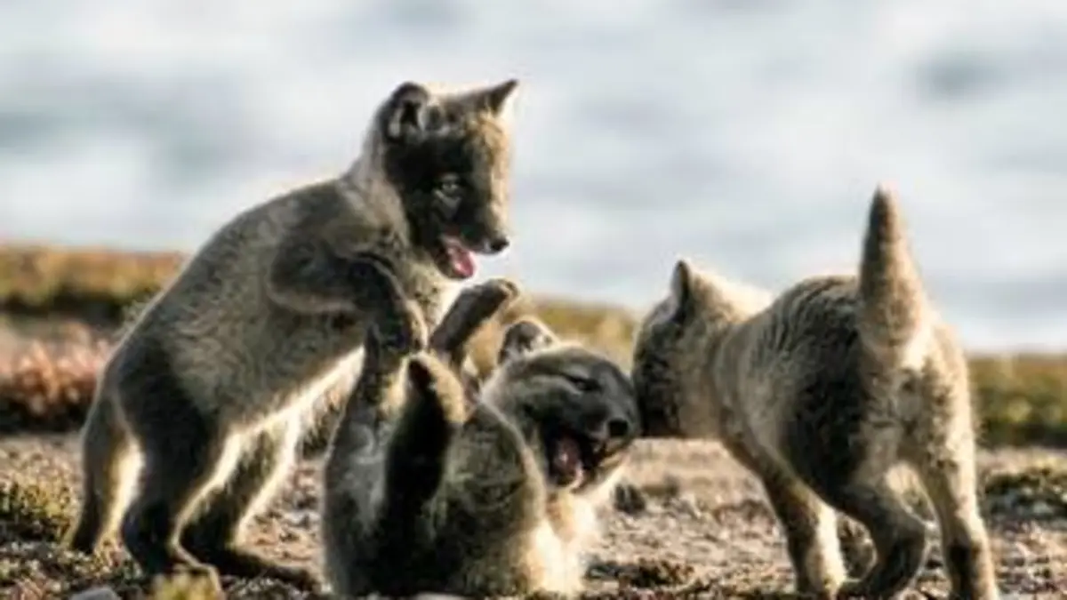 Une année dans le Canada sauvage S01E01 Printemps