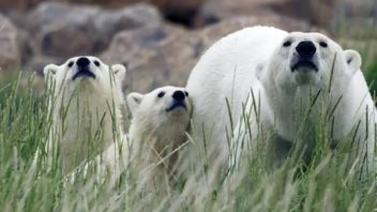 Une année dans le Canada sauvage S01E02 Eté