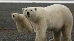 Visuel de Une année en Arctique