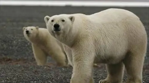 Une année en Arctique