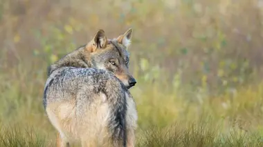 Une année parmi les loups