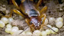Visuel de Une année sauvage autour de la Terre