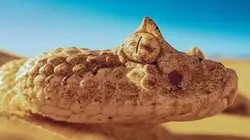 Visuel de Une année sauvage autour de la Terre
