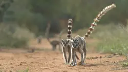 Une année sauvage autour de la Terre  Novembre-décembre : la fin d'un cycle