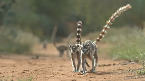 Une année sauvage autour de la Terre Novembre-décembre : la fin d'un cycle