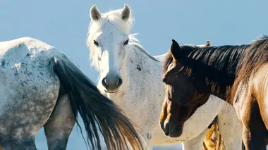 Mai-juin : un équilibre fragile