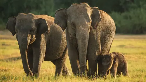 Une année sauvage autour de la Terre