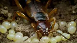 Une année sauvage autour de la Terre