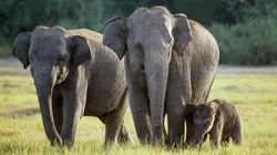 Une année sauvage autour de la Terre