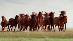 Une année sauvage autour de la Terre