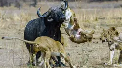 Une année sauvage autour de la Terre