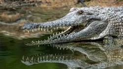 Une année sauvage autour de la Terre