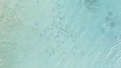 Une année sur Terre