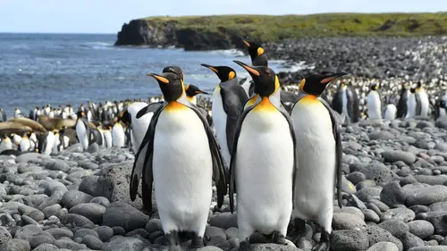 Une année sur Terre Les épreuves de l'hiver