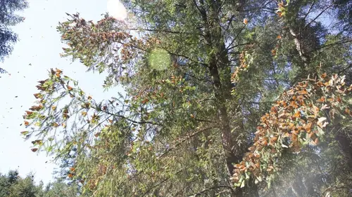 Une année sur Terre Les métamorphoses de l'automne