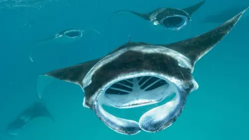 Une année sur Terre