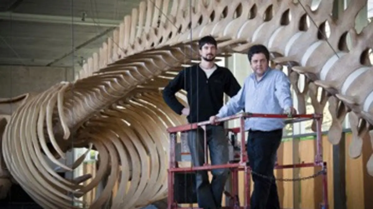 Une baleine au musée