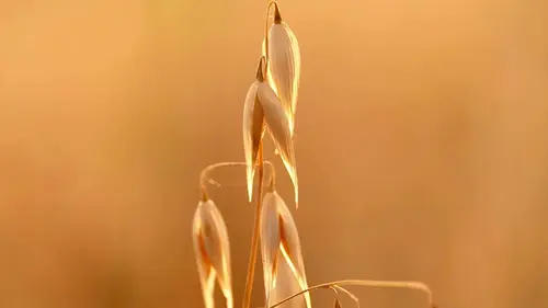 Une céréale d'avenir : L'avoine, un super-aliment