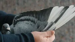 Une course, des pigeons et des millions