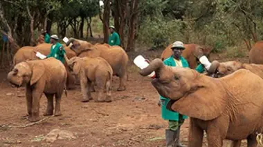 Sauvetage contre braconnage