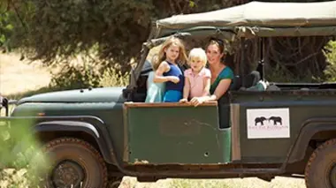 A la recherche des lions