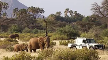 Des éléphants orphelins