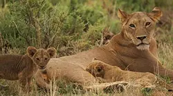 Visuel de Une famille dans la brousse