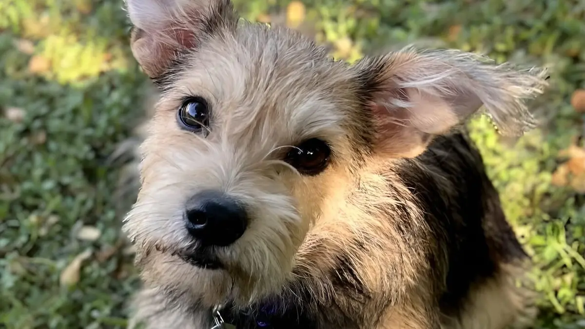 Une famille pour la vie Un foyer pour les chiots
