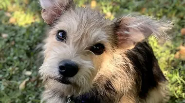 Un foyer pour les chiots