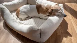 Sur Animaux à 20h36 : Une famille pour la vie
